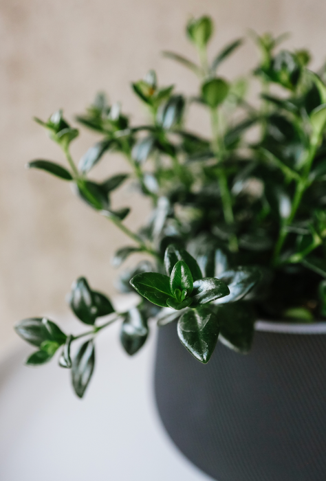 Goldfish Plant