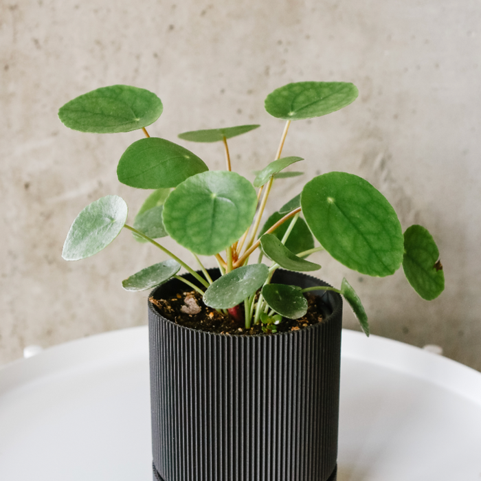 Pilea
