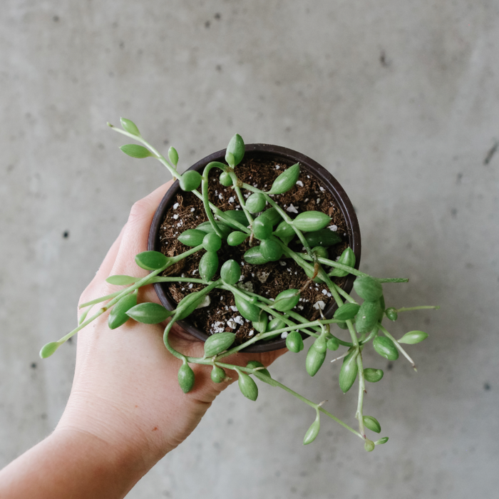 String of Watermelons