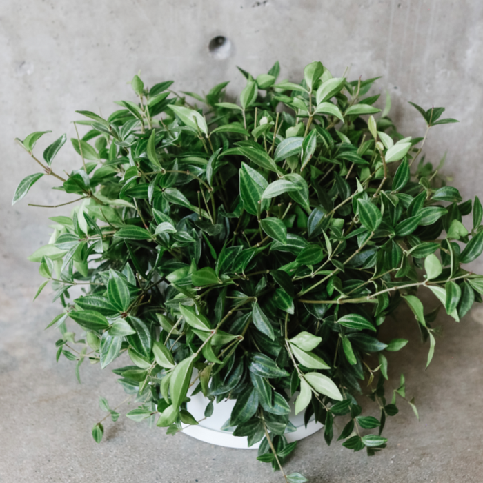 Beetle Peperomia