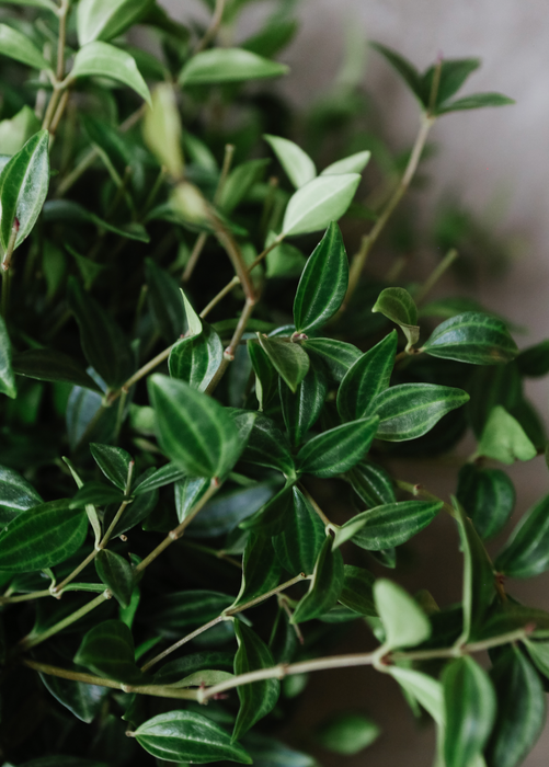 Beetle Peperomia