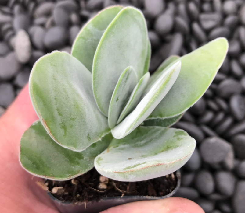 Crassula Oblavata