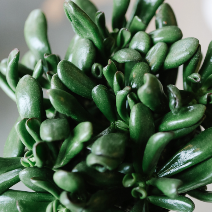 Crassula Gandalf