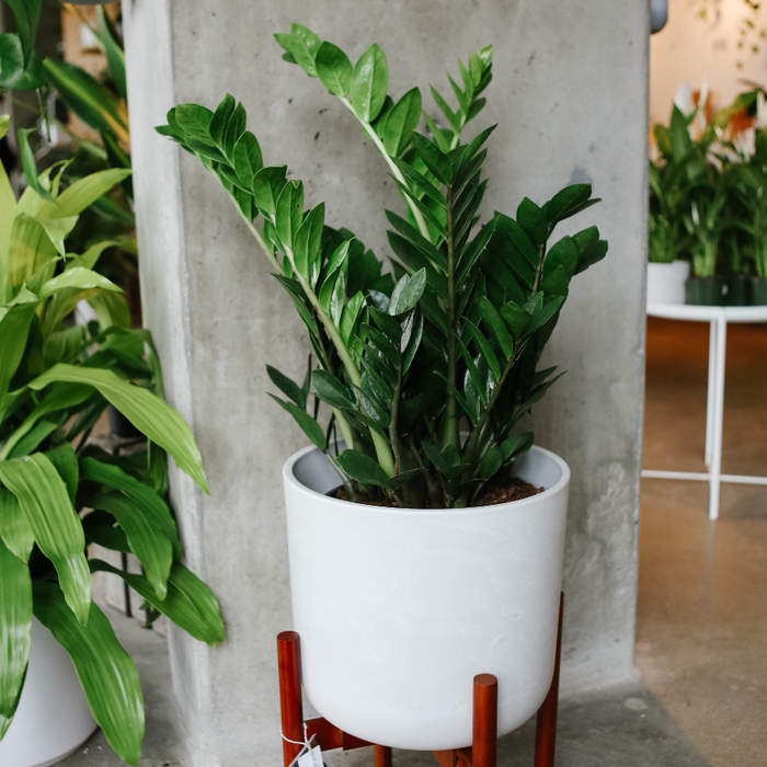 ZZ Plant