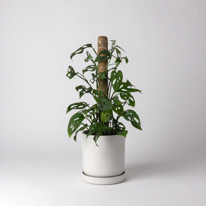 Signature Stone Planter with Tray