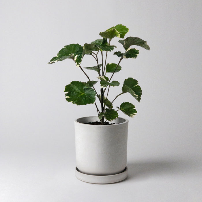 Signature Stone Planter with Tray