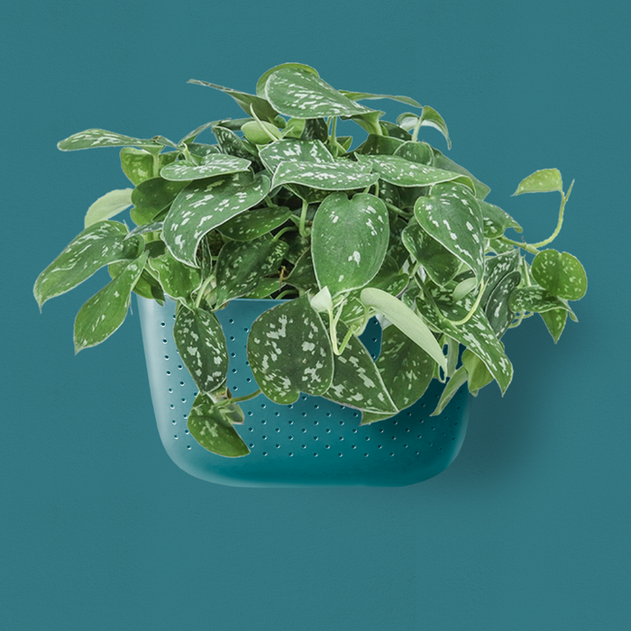 Teal Eco Wall Planter