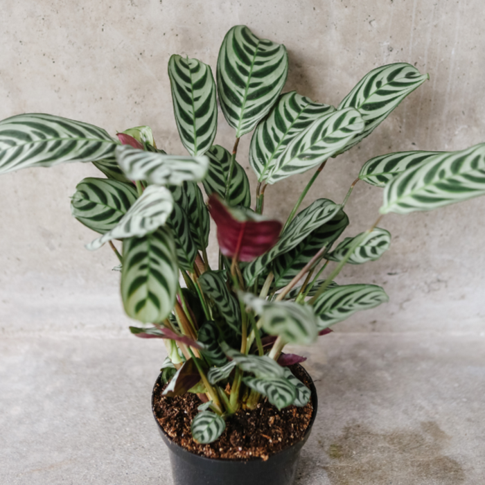 Fishbone Prayer Plant