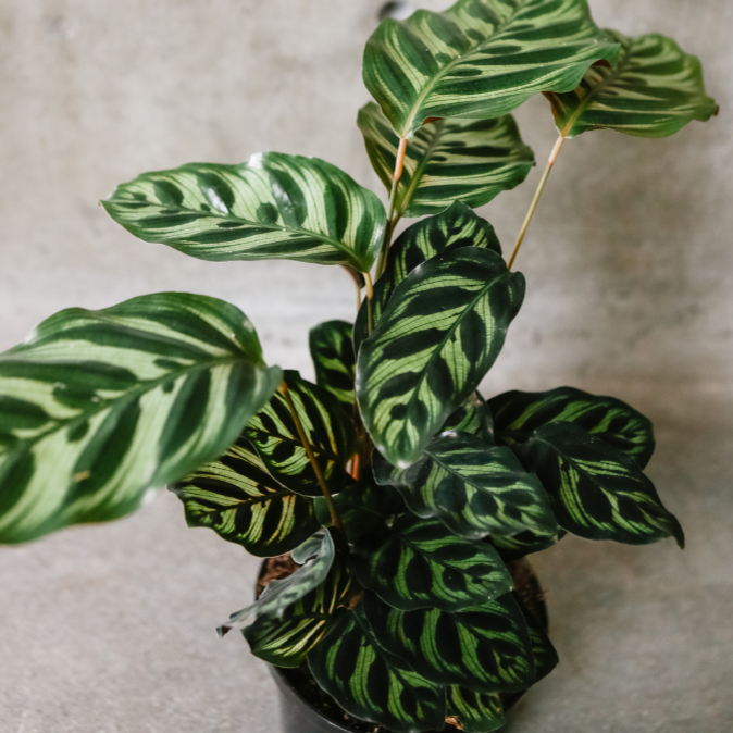 Peacock Calathea
