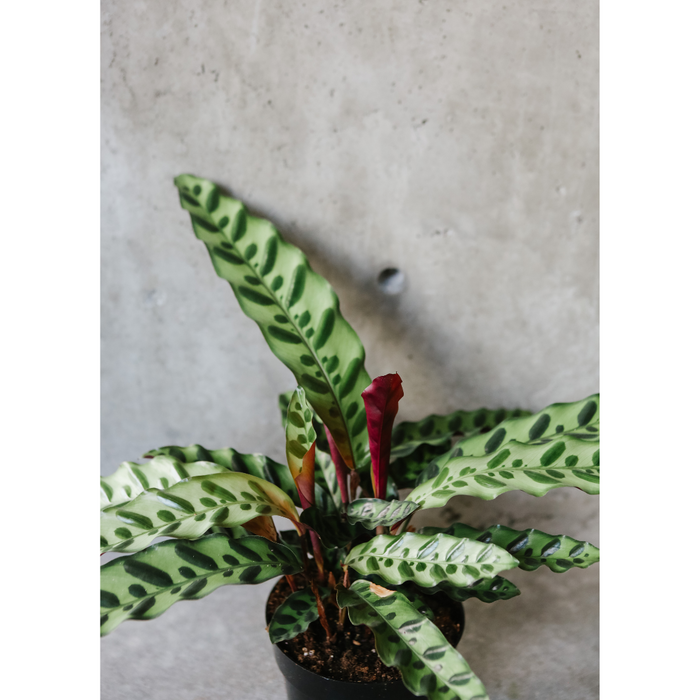 Rattlesnake Calathea