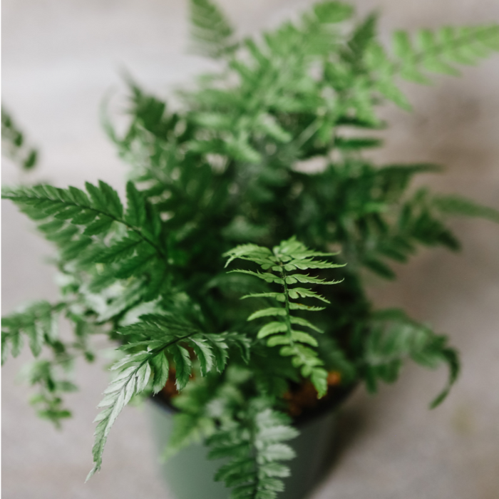 Rock Fern