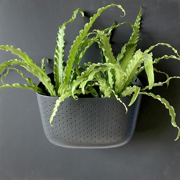 WallyGrow
