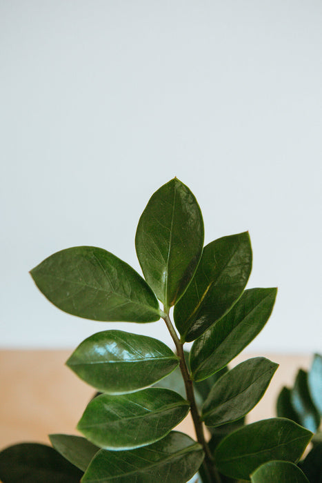 ZZ Plant