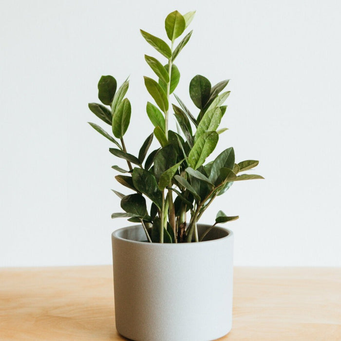 ZZ Plant