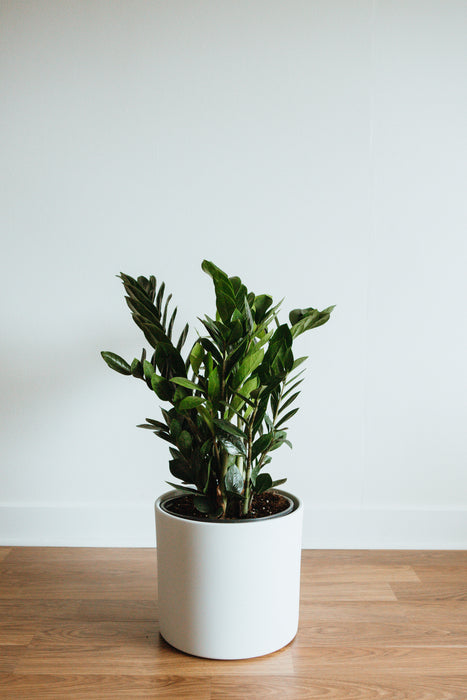 ZZ Plant