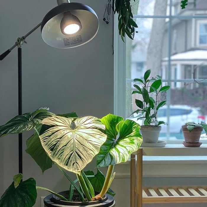 Vita™ Grow Light