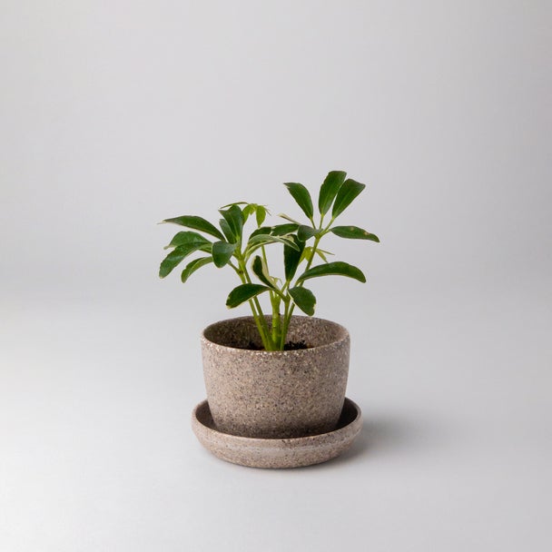 Nut Husk Planter