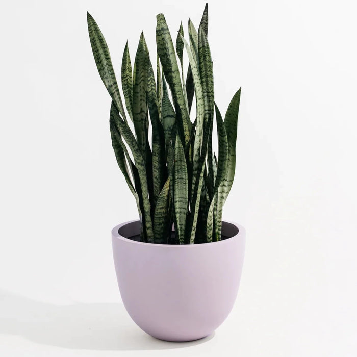 Lilac Round Planter