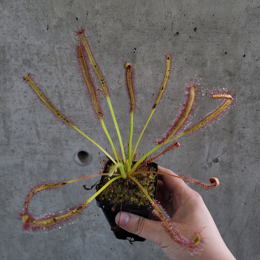 Cape sundew with long leaves covered in sticky red tentacles