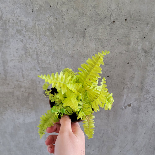Golden Boston fern with bright lime fronds