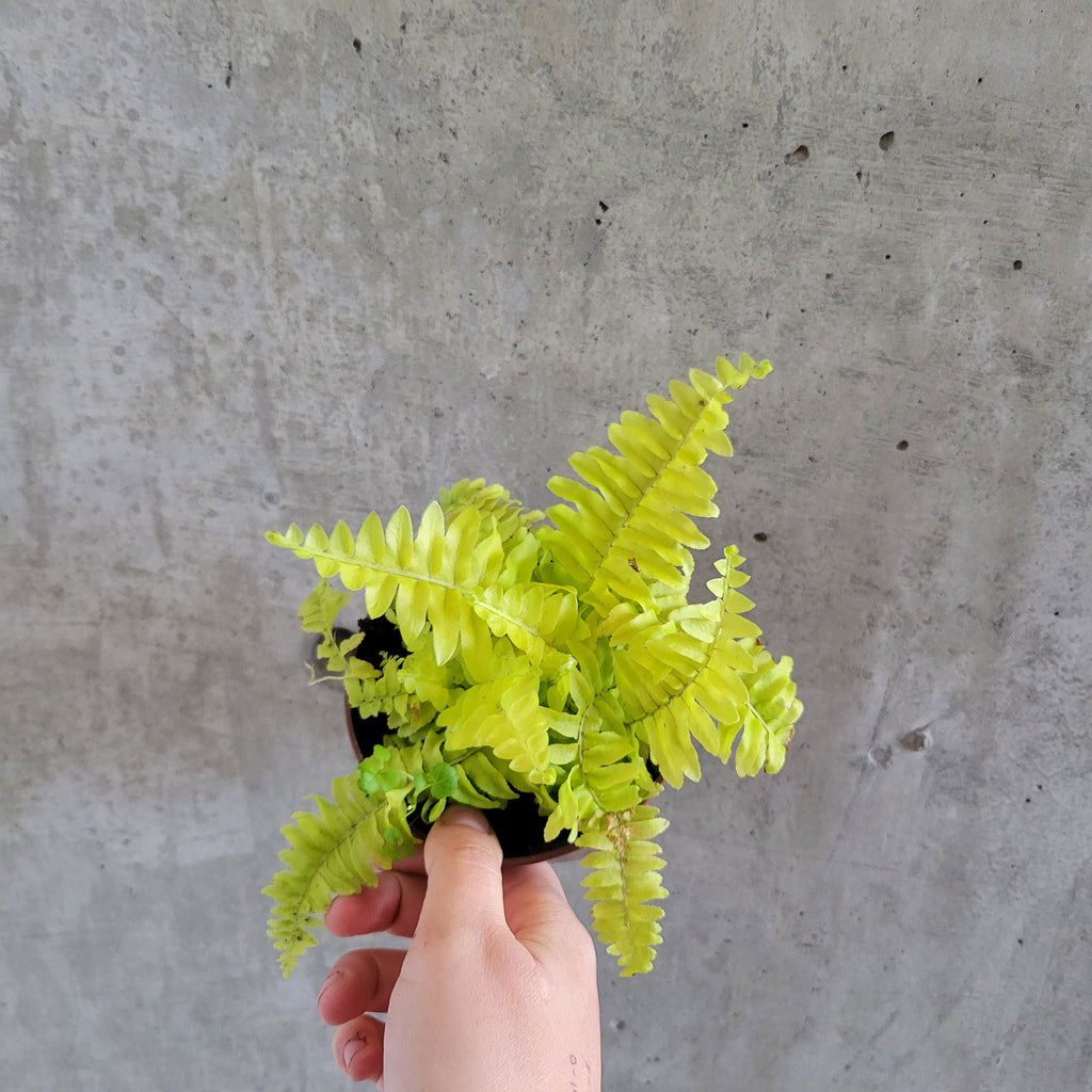 Golden Boston fern with bright lime fronds