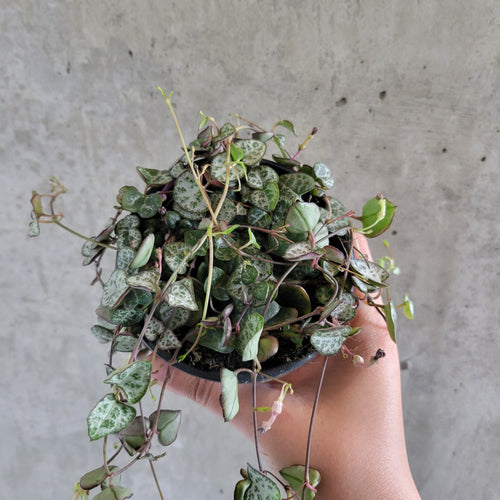String of hearts with heart-shaped silver-patterned leaves