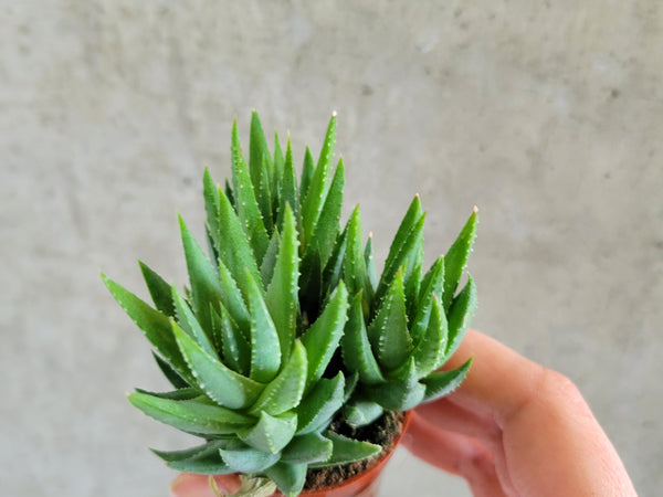 Haworthia zebra plant with white-striped pointed leaves