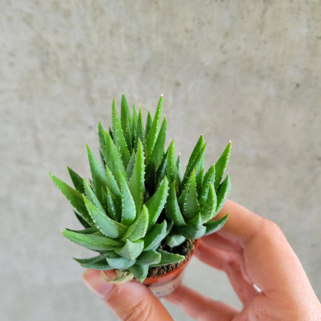 Haworthia zebra plant with white-striped pointed leaves