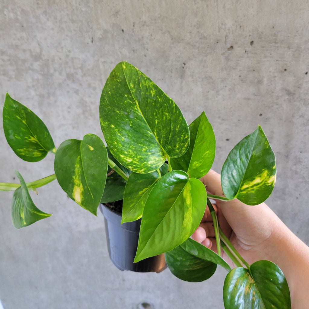 Golden pothos with green and yellow marbled leaves