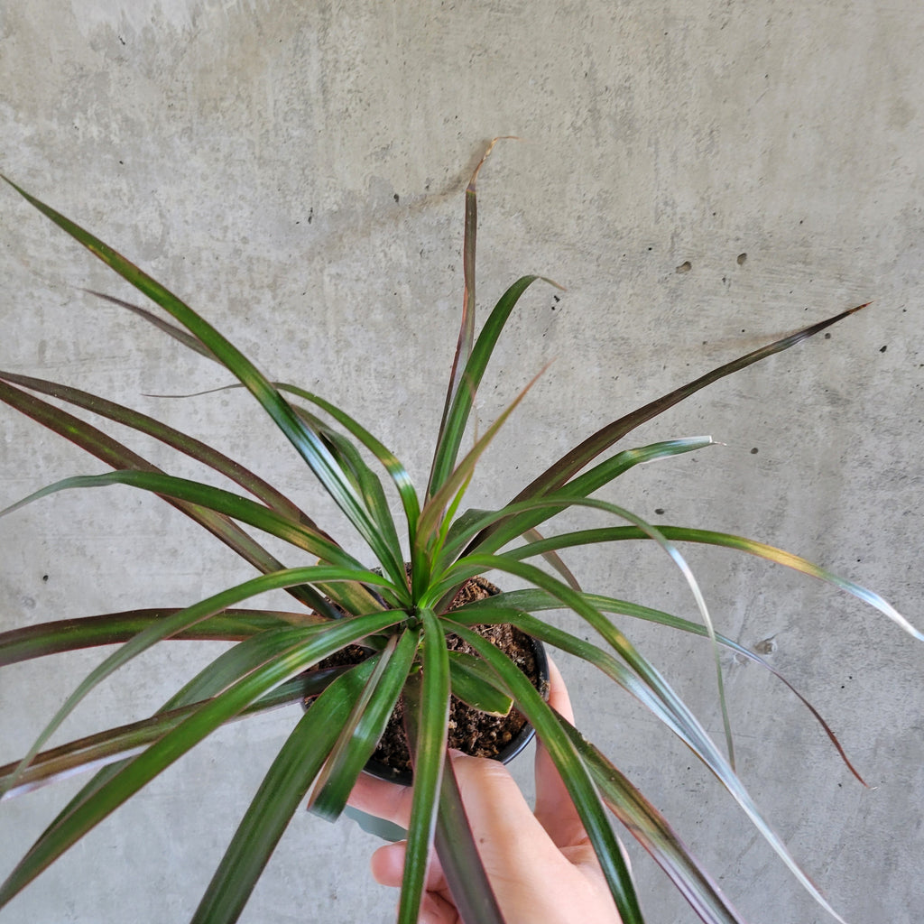 Dracaena marginata with thin red-edged leaves