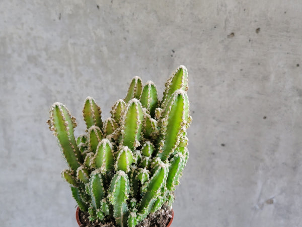 Fairy castle cactus with many green turret-like stems