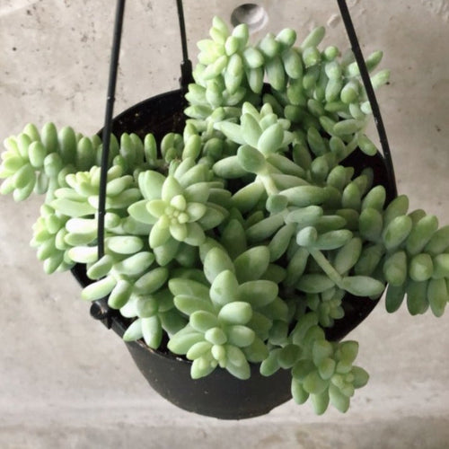 Burro's tail succulent in a hanging pot