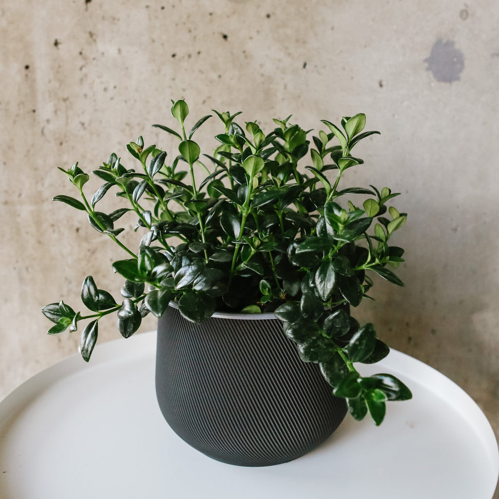 Goldfish plant with glossy leaves and orange fish-shaped flowers