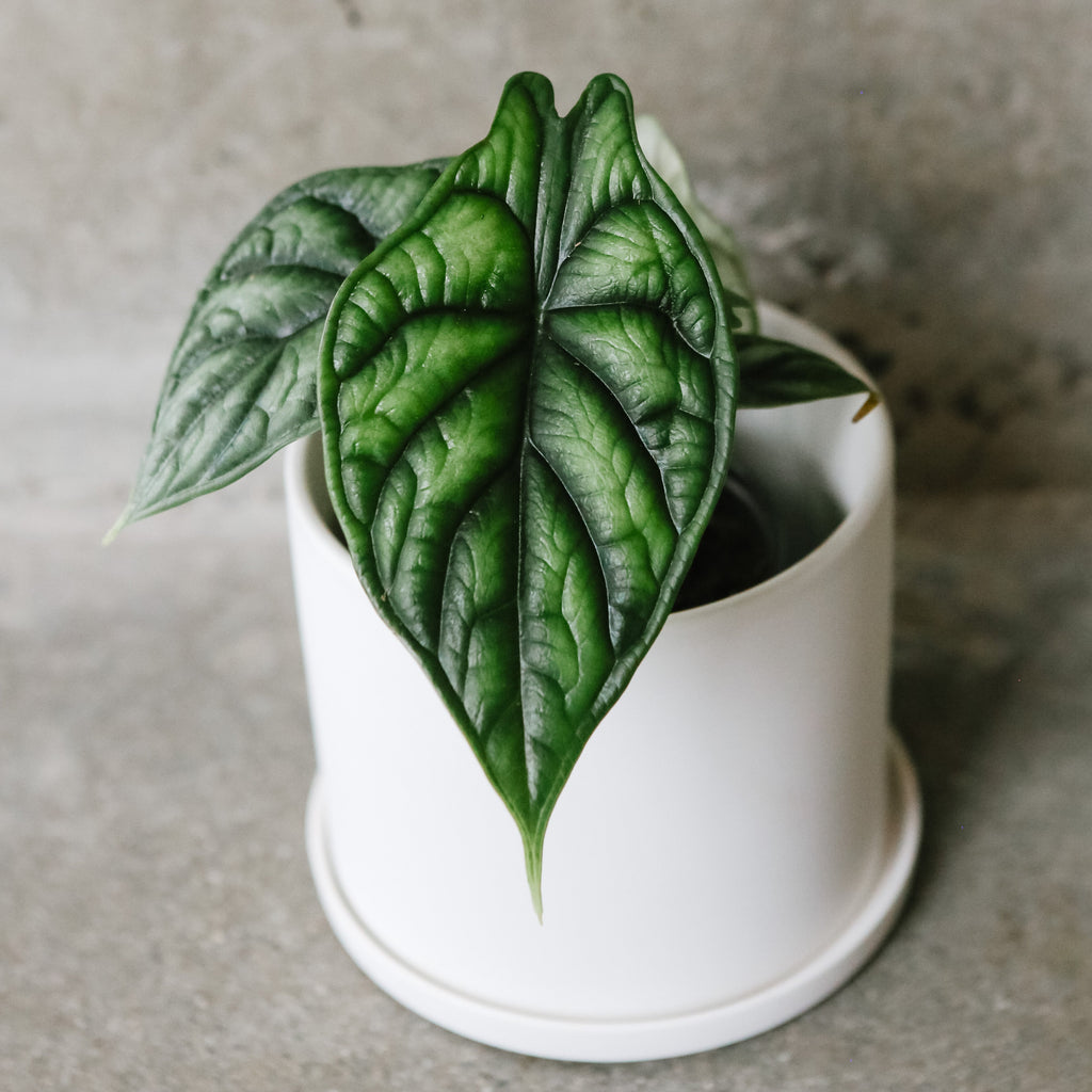 Alocasia Dragon Scale with textured silver-green leaves