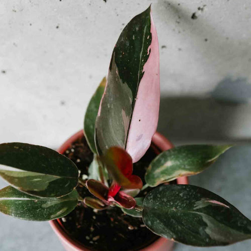 Philodendron Pink Princess with dark leaves splashed with bright pink
