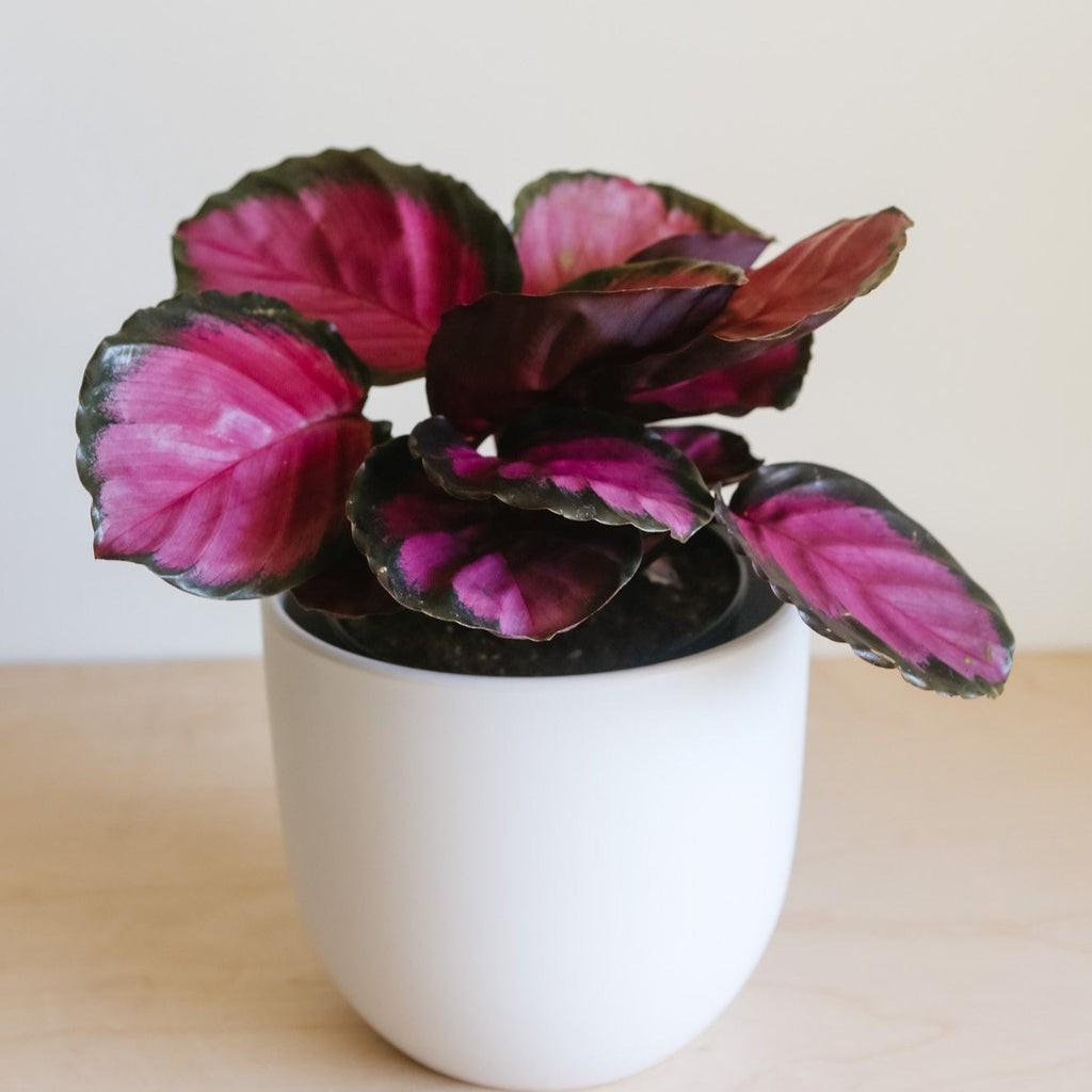 Calathea Rosy with pink and dark green leaves in a white pot