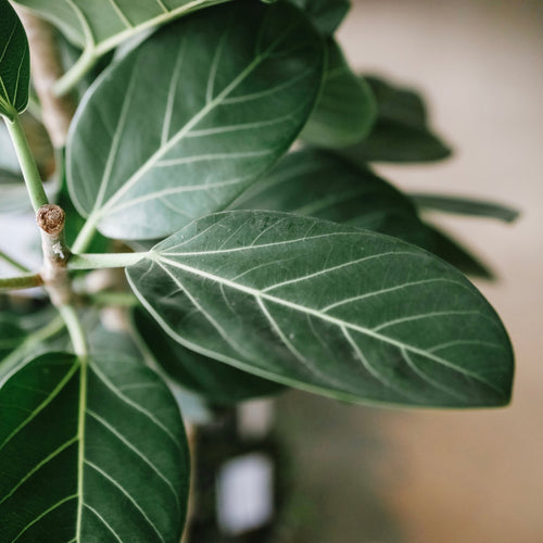 Ficus Audrey with velvety oval leaves