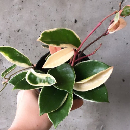 Hoya Krimson Queen with pink, cream and green leaves