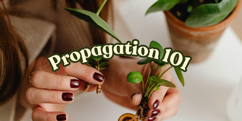 Houseplant Propagation 101