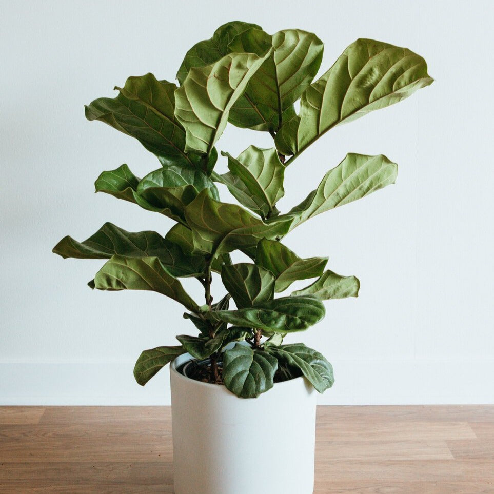 Fiddle leaf fig in a white planter