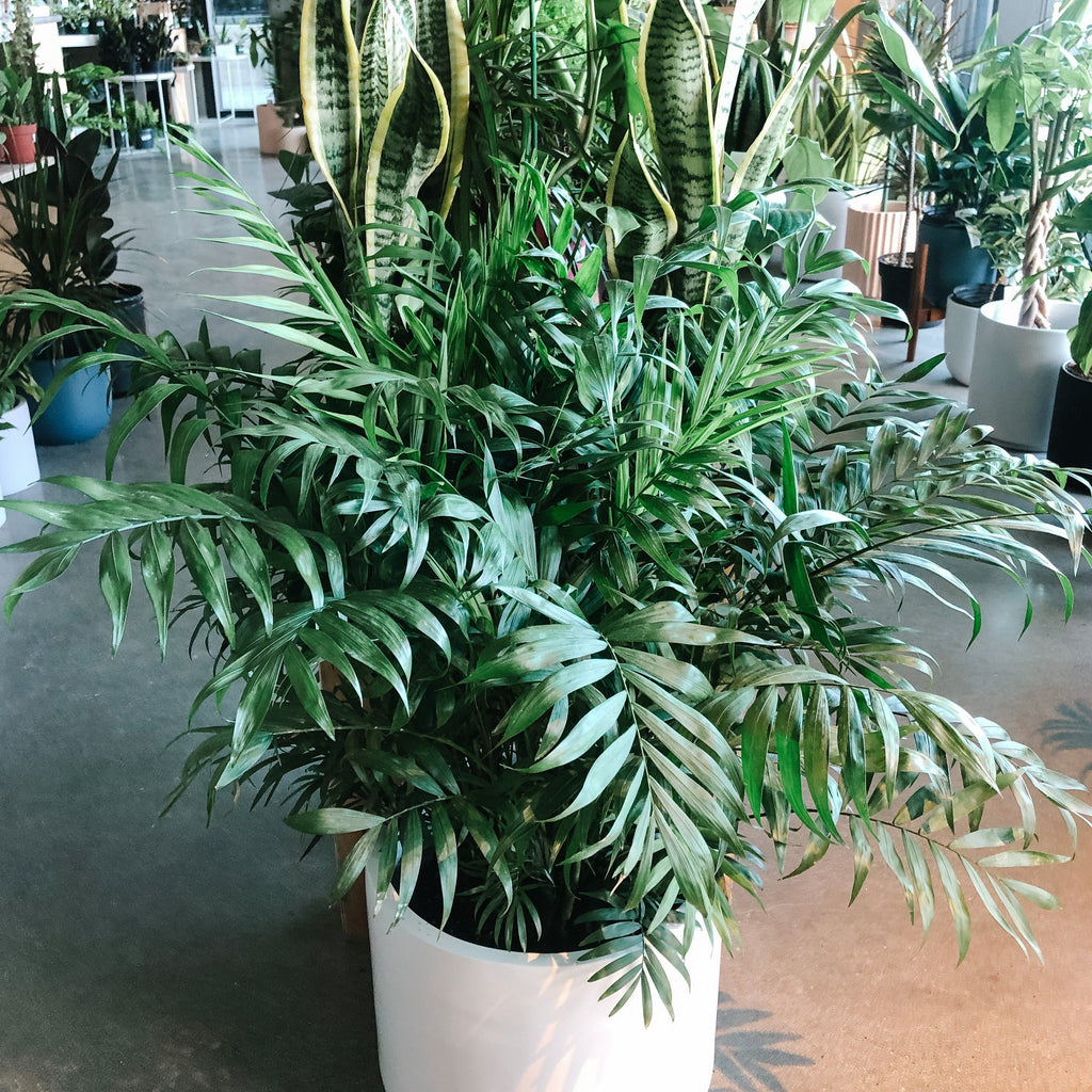 Large parlour palm in a white planter