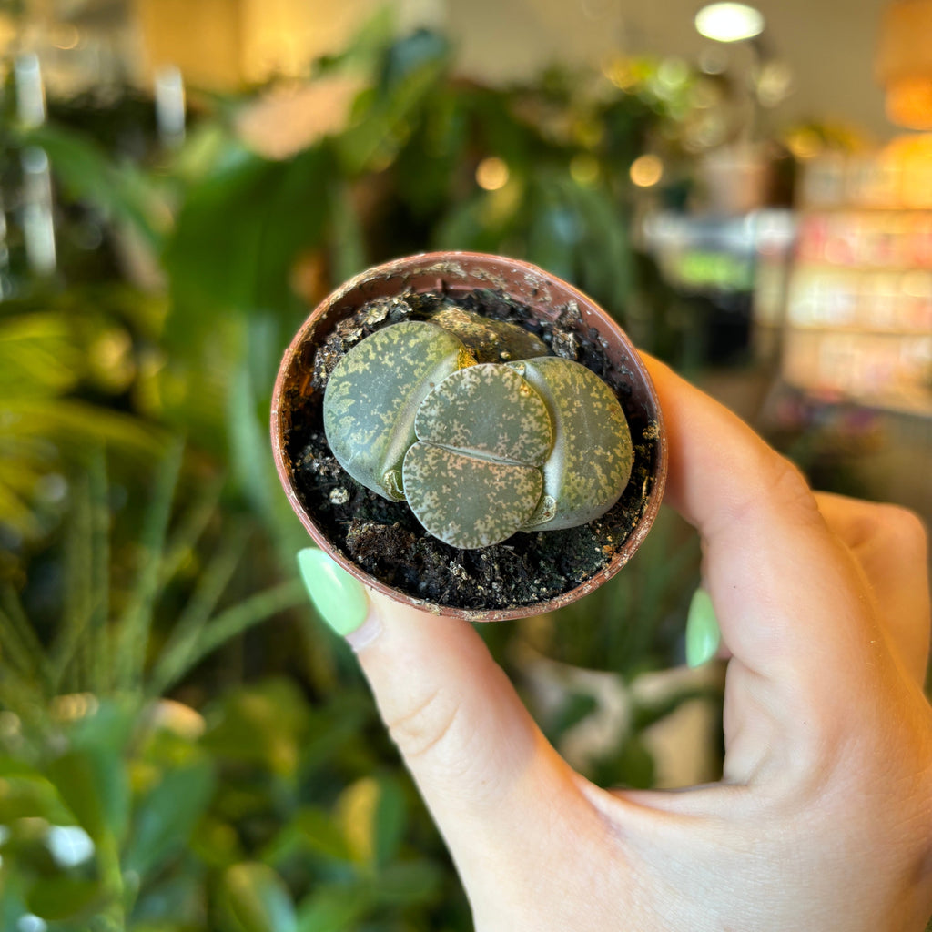 Lithops living stones in a small terracotta pot