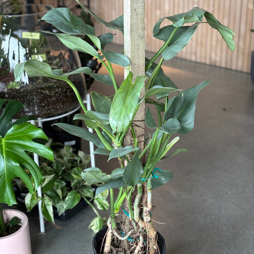 Philodendron Silver Sword climbing a moss pole