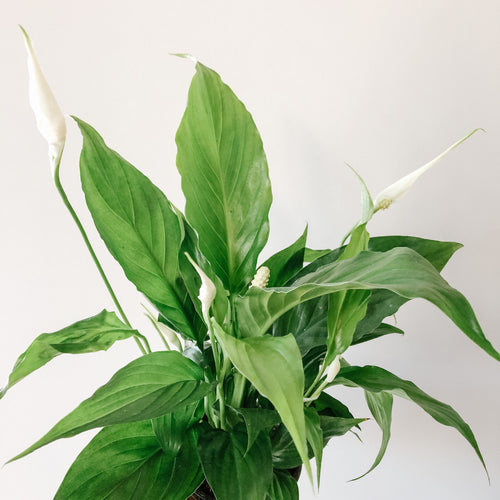 Peace lily with glossy leaves and white flowers