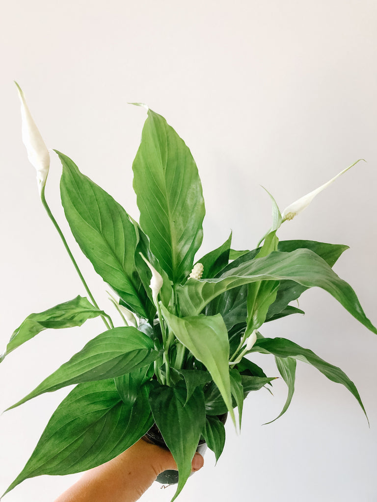 Peace lily with glossy leaves and white flowers