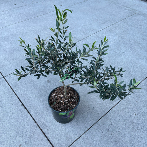Potted olive tree with silvery green leaves