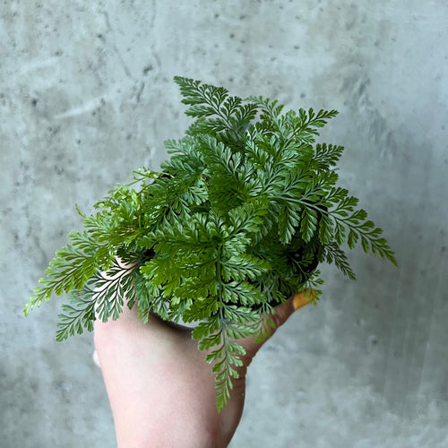 Rabbit's foot fern with fuzzy rhizomes creeping over the pot edge
