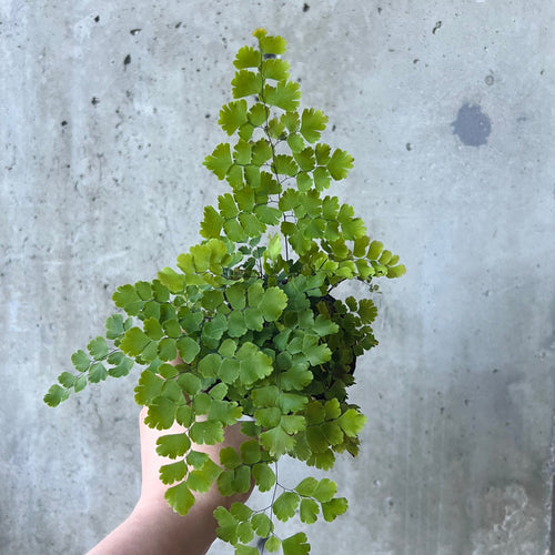 Maidenhair fern with delicate fan-shaped leaflets