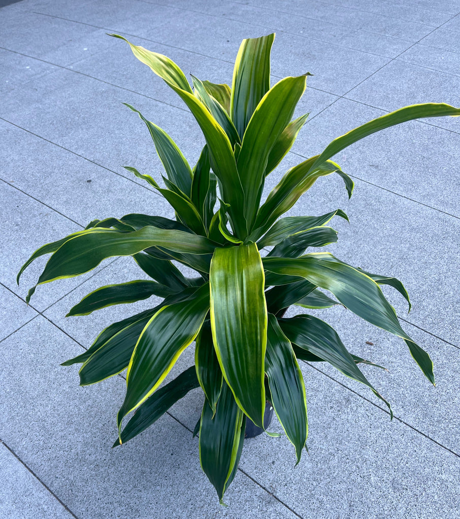 Dracaena 'Hawaiian Sunshine' with lime-striped leaves
