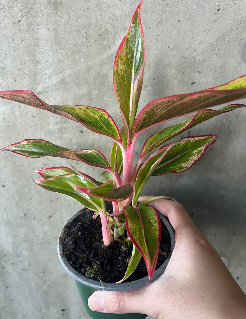 Aglaonema 'Aurora' with pink-edged green leaves